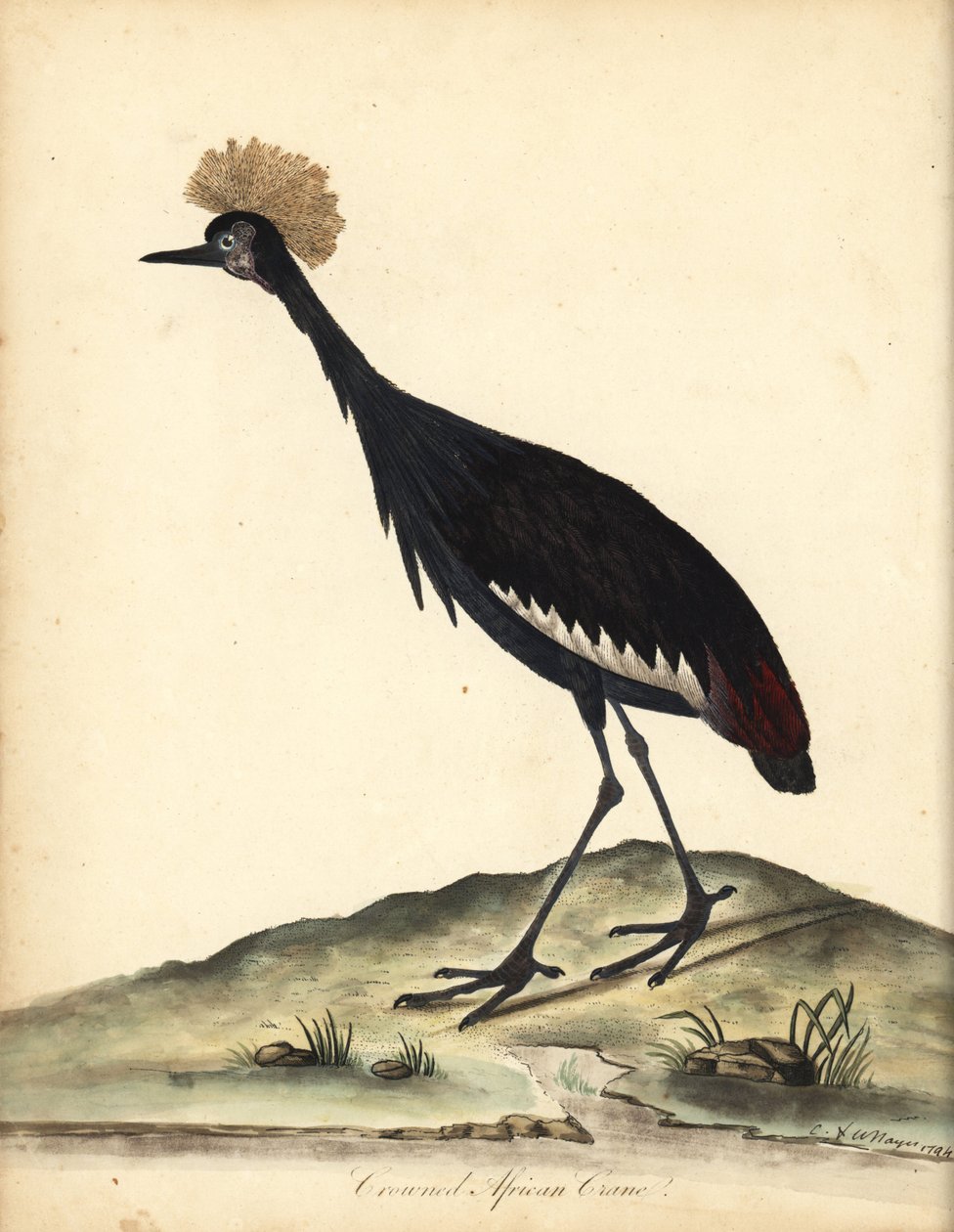 Svart kronet trane, Balearica pavonina. (Ardea pavonina). Sårbar. Håndfarget kobberstikk av en illustrasjon av William Hayes og hans barn C fra Portraits of Rare and Curious Birds from the Menagery of Osterly Park (London: Bulmer av William Hayes