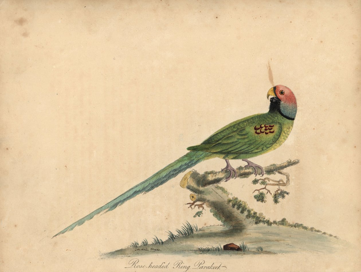 Blomstende parakitt, Psittacula roseata. (Rosehodet ringparrakett) Håndfarget kobberstikk av en illustrasjon av William Hayes og hans datter Matilda Hayes fra William Hayes