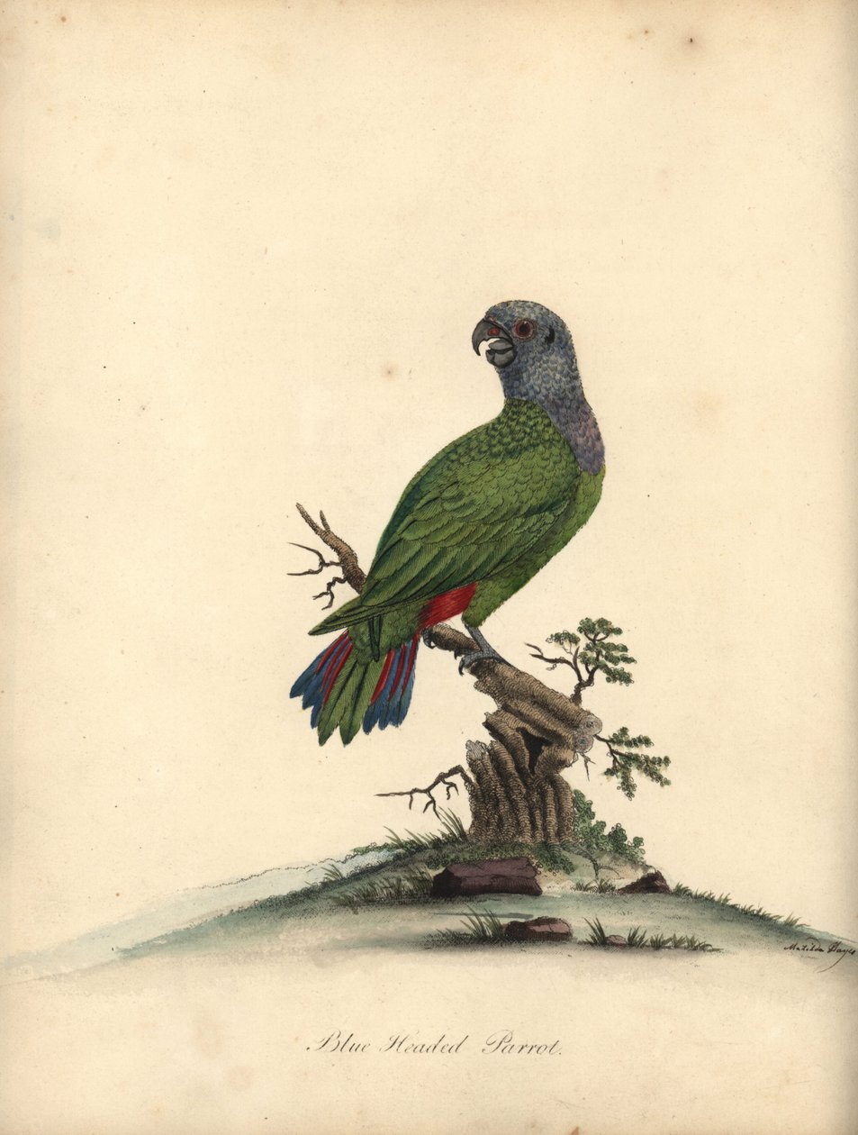Blåhodet papegøye, Pionus menstruus. (Psittacus menstruus) Håndfarget kobberstikk av en illustrasjon av Matilda Hayes fra William Hayes