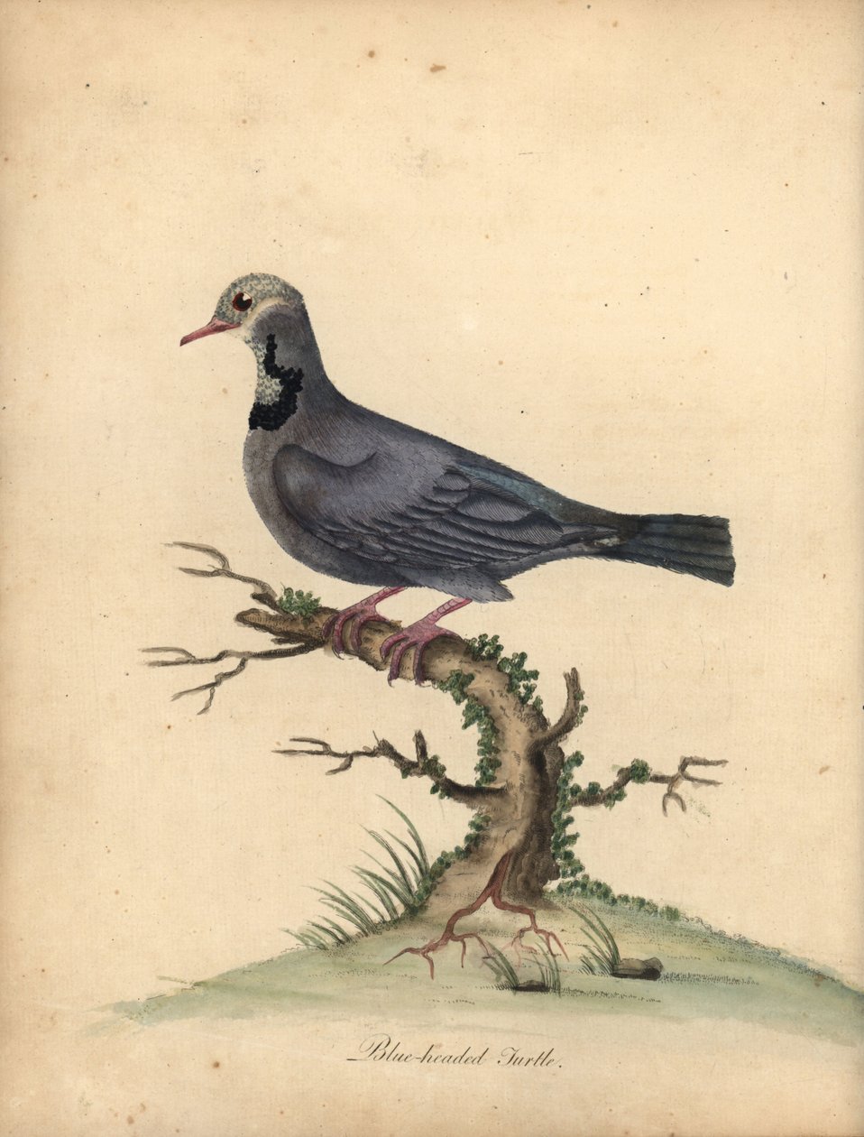 Blåhodet vakteldue, Starnoenas cyanocephala. Truet. (Blåhodet skilpadde eller due, Columba cyanocephala) Håndfarget kobbergravering av en illustrasjon av William Hayes fra Portraits of Rare and Curious Birds from the Menagery of Osterly P av William Hayes