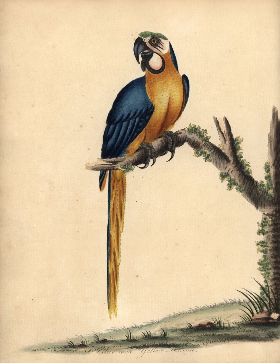 Blå og gul ara, Ara ararauna. (Blå og gul ara, Psittacus ararauna) Håndfarget kobbergravering av en illustrasjon av William Hayes fra Portraits of Rare and Curious Birds from the Menagery of Osterly Park, London: Bulmer av William Hayes
