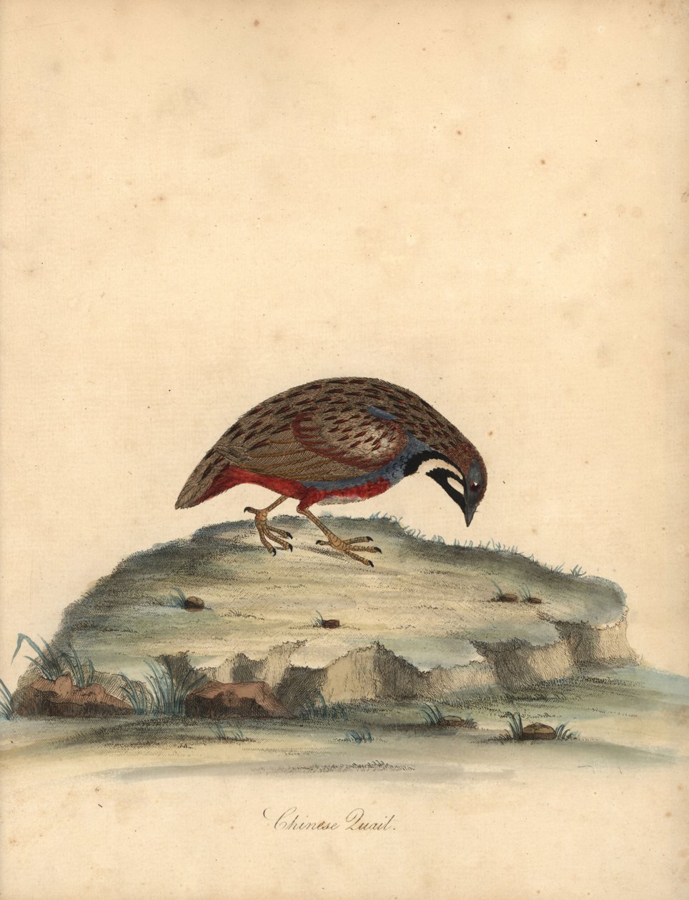 Blåbrystet vaktel, Coturnix chinensis. (Kinesisk vaktel, Tetrao chinensis) Håndfarget kobberstikk av en illustrasjon av William Hayes fra Portraits of Rare and Curious Birds from the Menagery of Osterly Park, London: Bulmer av William Hayes