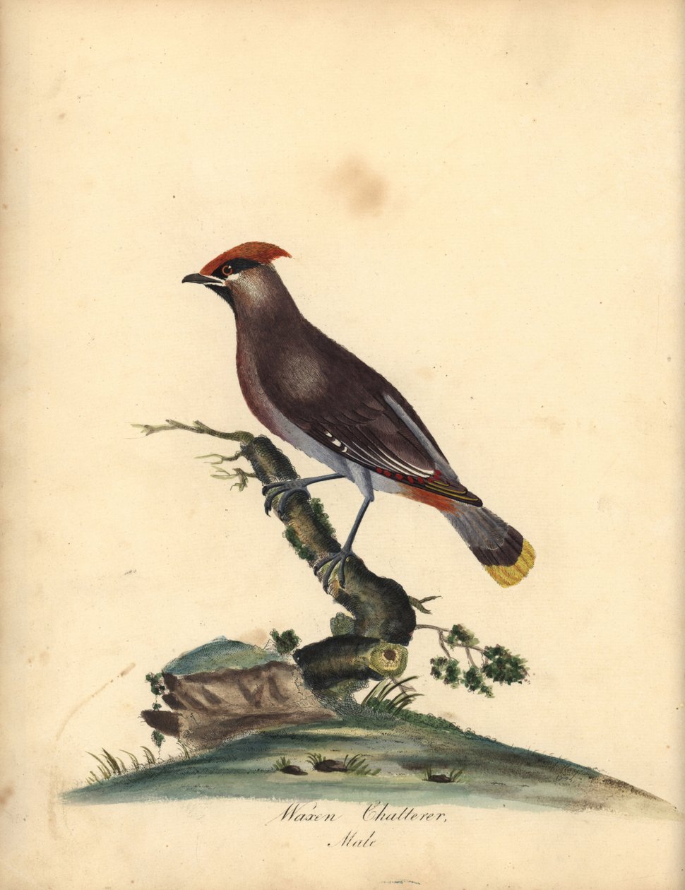 Bohemian waxwing, Bombycilla garrulus. (Waxen chatterer, Ampelis garrulus) Handcoloured copperplate engraving of an illustration by A (Ann) Hayes from William Hayes