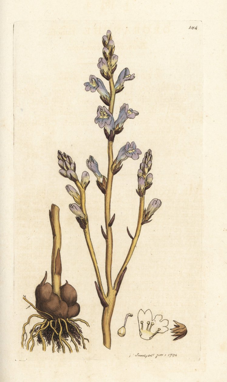 Forgrenet sopelime, Orobanche ramosa. Håndfarget kobberstikk av James Sowerby fra James Smith