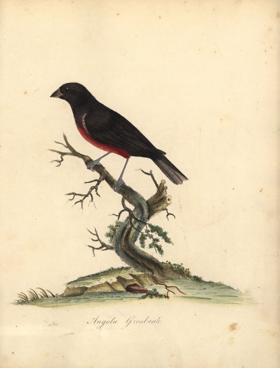 Kastanjebuket frøfink, Oryzoborus angolensis. (Angola grosbeak, Loxia angolensis) Håndfarget kobbergravering av en illustrasjon av William Hayes fra Portraits of Rare and Curious Birds from the Menagery of Osterly Park, London: Bulmer av William Hayes