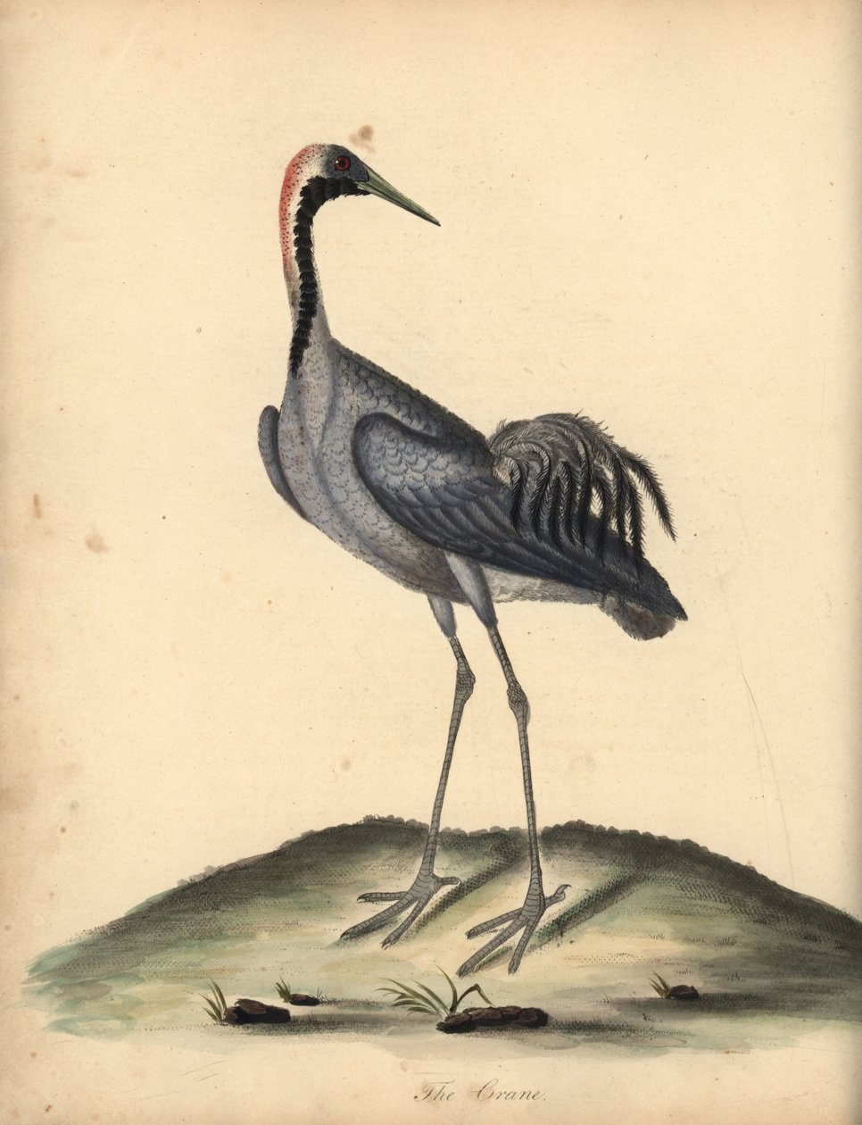 Vanlig trane, Grus grus. (Ardea grus) Håndfarget kobberstikk av en illustrasjon av William Hayes fra Portraits of Rare and Curious Birds from the Menagery of Osterly Park. av William Hayes