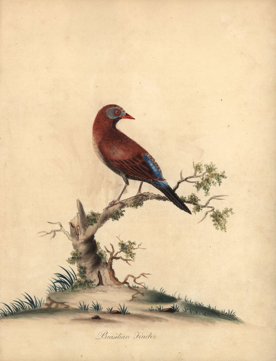 Vanlig grenader, Uraeginthus granatinus, hjemmehørende i Afrika. (Brasiliansk fink, Fringilla granatina) Håndfarget kobbergravering av en illustrasjon av William Hayes fra Portraits of Rare and Curious Birds from the Menagery of Osterly Park, London: Bu av William Hayes