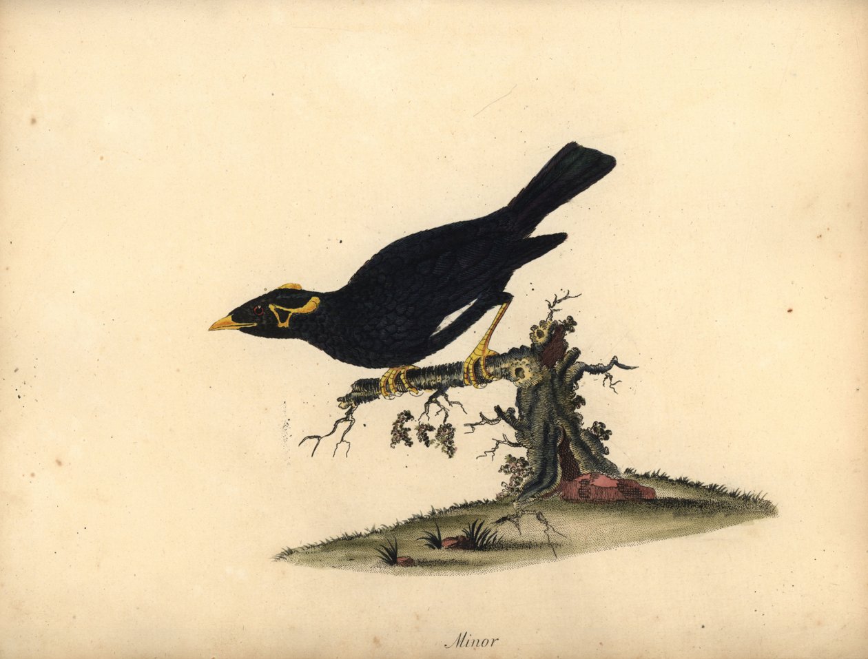 Vanlig bakkemyna, Gracula religiosa. (Minor grakle) Håndfarget kobberstikk av en illustrasjon av William Hayes fra Portraits of Rare and Curious Birds from the Menagery of Osterly Park (London: Bulmer av William Hayes