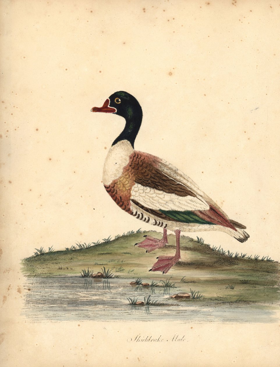 Shelduck, Tadorna tadorna. (Shieldrake, Anas tadorna.) Håndfarget kobberstikk av en illustrasjon av William Hayes fra Portraits of Rare and Curious Birds from the Menagery of Osterly Park (London: Bulmer av William Hayes