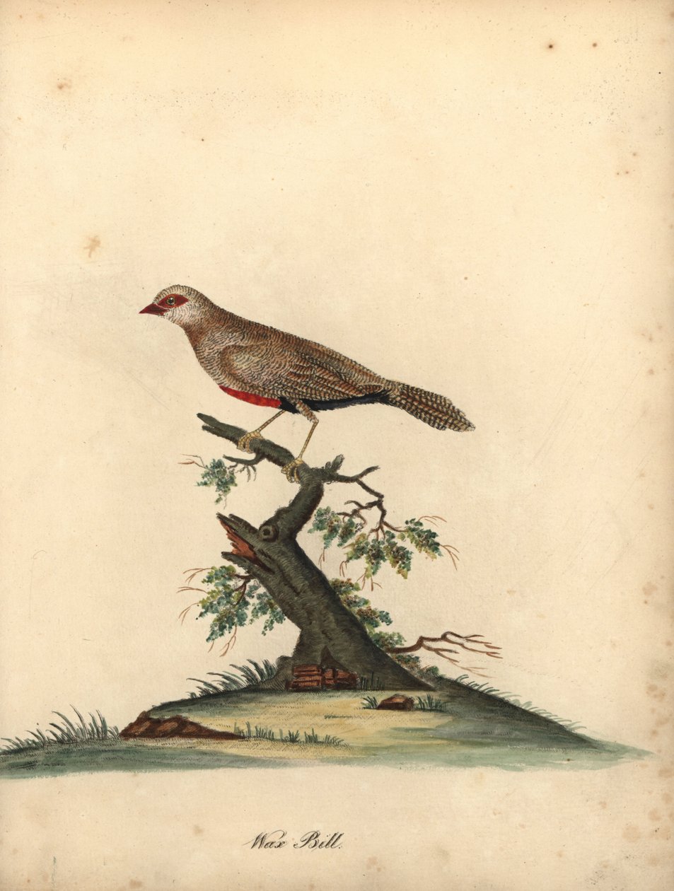 Vanlig voksnebb, Estrilda astrild. (Loxia astreld) Håndfarget kobberstikk av en illustrasjon av William Hayes fra Portraits of Rare and Curious Birds from the Menagery of Osterly Park. av William Hayes