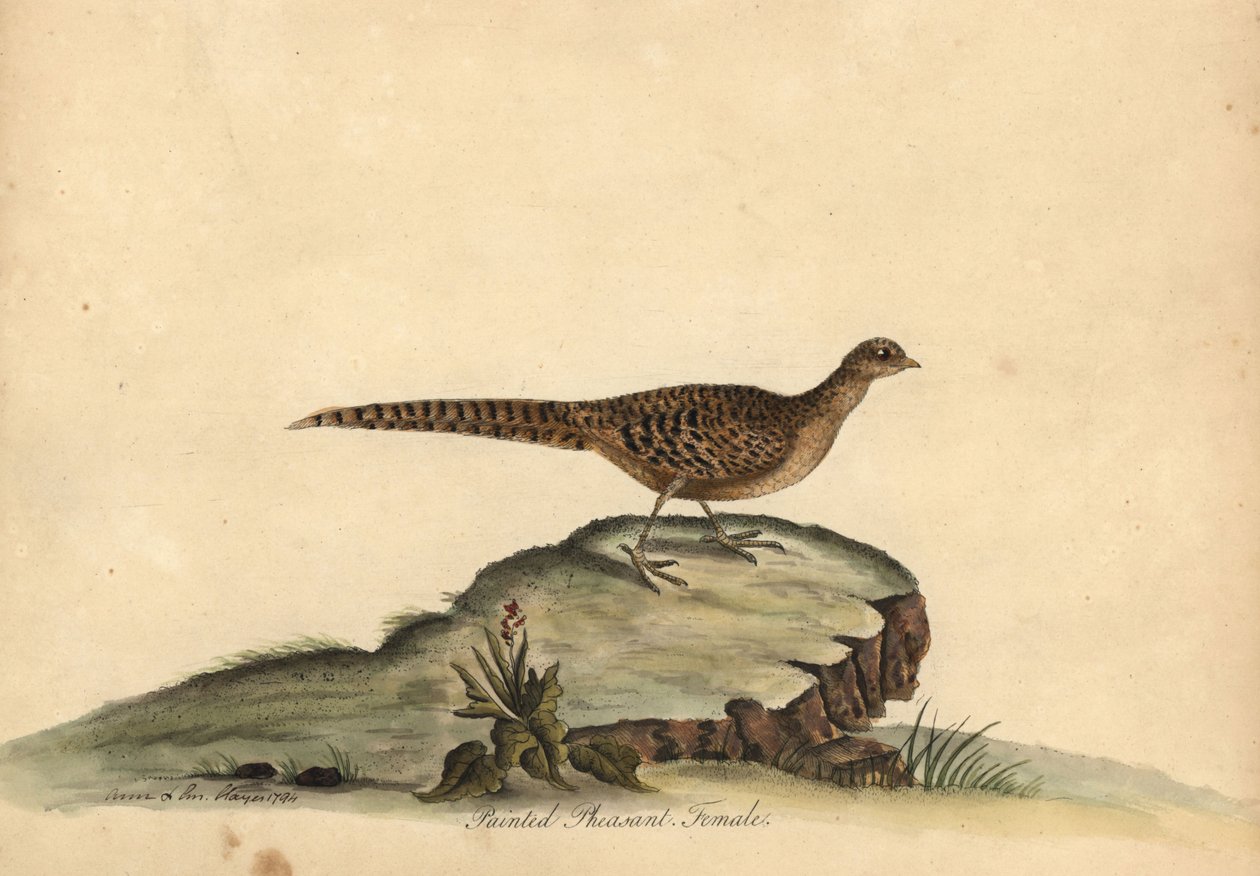 Gylden eller kinesisk fasan, Chrysolophus pictus, hunn. (Maint fasan, Phasianus pictus) Håndfarget kobbergravering av en illustrasjon av Ann og Emily Hayes fra William Hayes