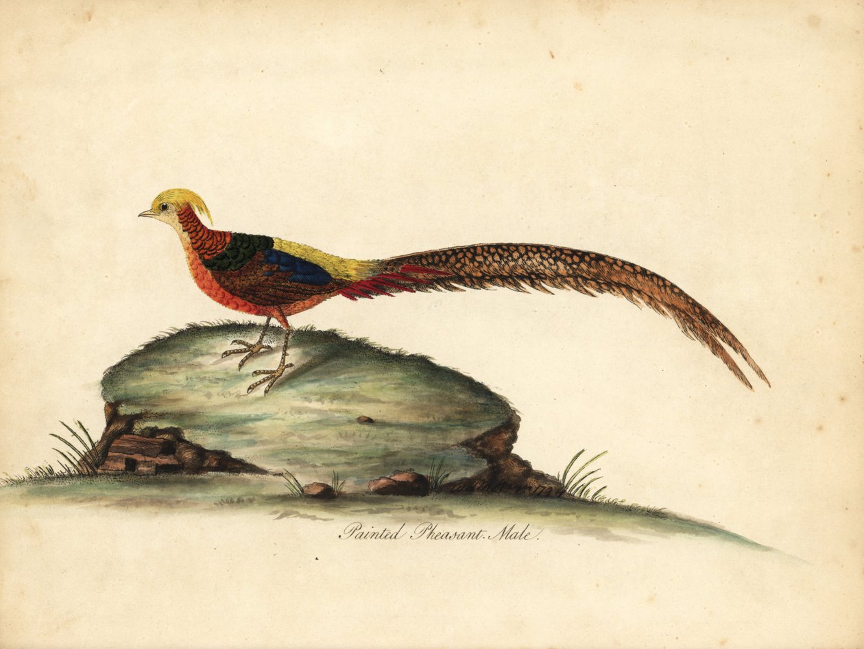 Gylden eller kinesisk fasan, Chrysolophus pictus, hann. (Maint fasan, Phasianus pictus) Håndfarget kobbergravering av en illustrasjon av William Hayes fra Portraits of Rare and Curious Birds from the Menagery of Osterly Park, London: Bulmer av William Hayes