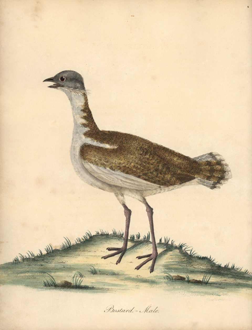 Stor bustard, Otis tarda, hann. Sårbar. Håndfarget kobberstikk av en illustrasjon av William Hayes fra Portraits of Rare and Curious Birds from the Menagery of Osterly Park (London: Bulmer av William Hayes