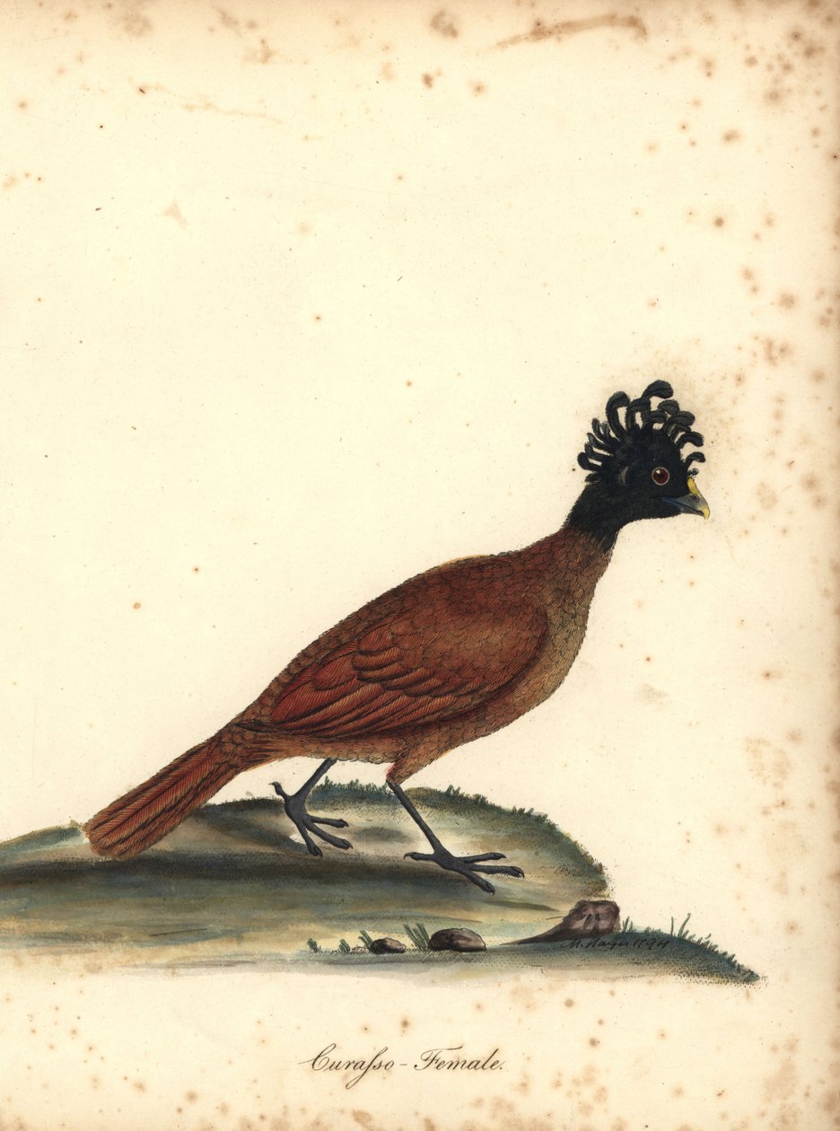 Flott curassow, Crax rubra, hunn. (Curasso, Crax rubra) Sårbar. Håndfarget kobberstikk av en illustrasjon av M (Matilda) Hayes fra William Hayes 