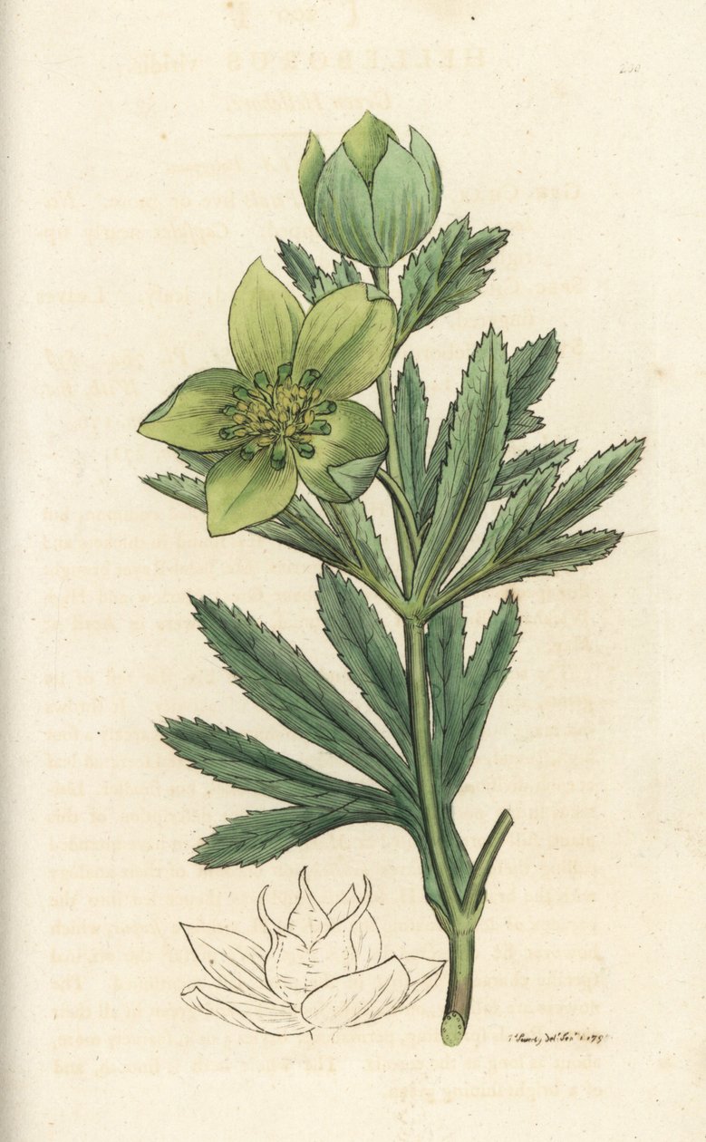 Grønn hellebore, Helleborus viridis. Håndfarget kobberstikk av James Sowerby fra James Smith