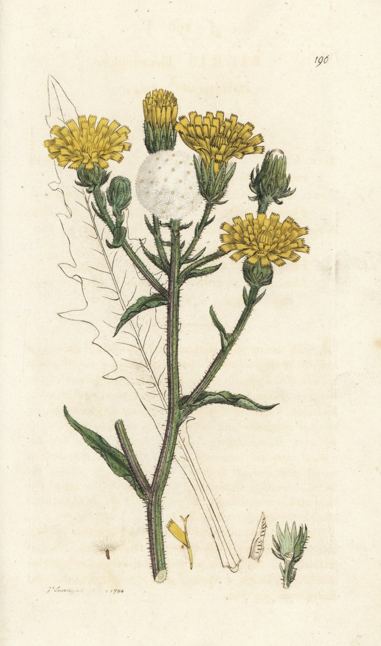 Hauke-oksetunge, Picris hieracioides. Håndfarget kobberstikk av James Sowerby fra James Smith