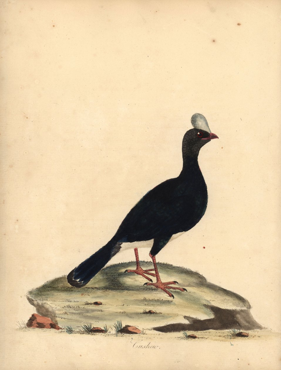 Horned currasow, Pauxi unicornis. Truet. (Cushew, Crax pauxi). Håndfarget kobberstikk av en illustrasjon av William Hayes fra Portraits of Rare and Curious Birds from the Menagery of Osterly Park (London: Bulmer av William Hayes