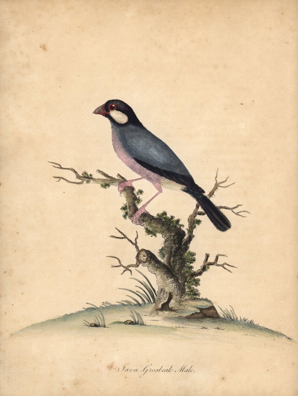 Javaspurv, Lonchura oryzivora. Sårbar. (Java grosbeak, Loxea oryxivora) Håndfarget kobbergravering av en illustrasjon av William Hayes fra Portraits of Rare and Curious Birds from the Menagery of Osterly Park, London: Bulmer av William Hayes