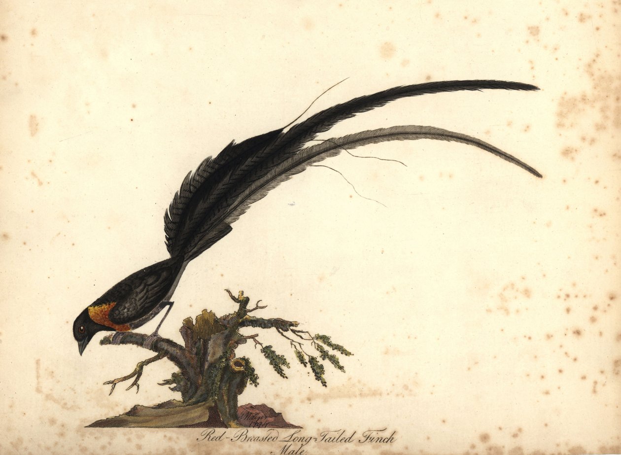 Langhaleparadis whydah, Vidua paradisaea, hann. (Rødbrystet langhalefink, Emberiza paradisaea) Håndfarget kobberstikk av en illustrasjon av William Hayes fra Portraits of Rare and Curious Birds from the Menagery of Osterly Park, Lo av William Hayes