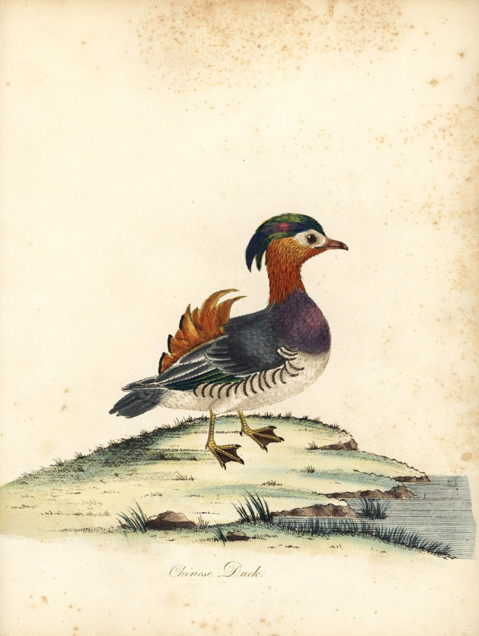 Mandarinand, Aix galericulata. (Kinesisk and, Anas galericulata) Håndfarget kobbergravering av en illustrasjon av William Hayes fra Portraits of Rare and Curious Birds from the Menagery of Osterly Park, London: Bulmer av William Hayes