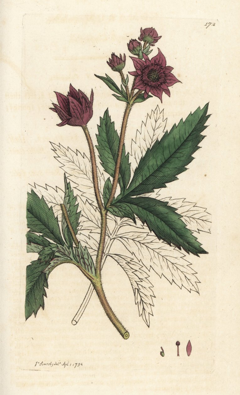Marsh cinquefoil, Comarum myr. Håndfarget kobberstikk av James Sowerby fra James Smith