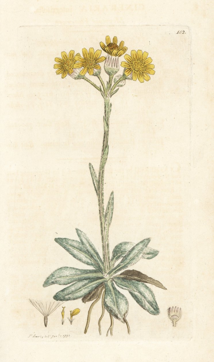 Fjellloppor, Tephroseris integrifolia (Cineraria integrifolia). Håndfarget kobberstikk av James Sowerby fra James Smith