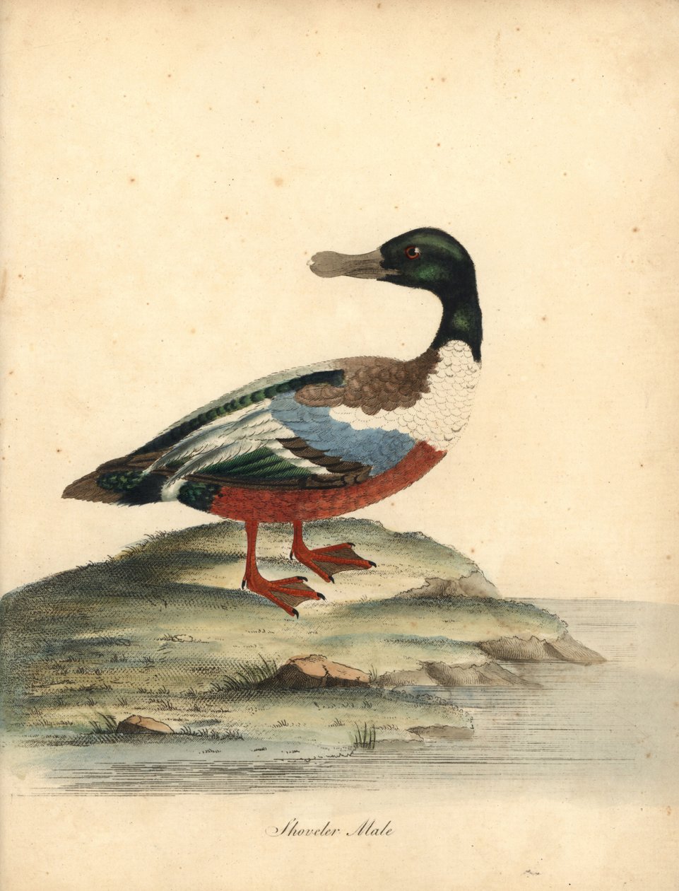 Nordlig spade, Anas clypeata, hann. Håndfarget kobberstikk av en illustrasjon av William Hayes fra Portraits of Rare and Curious Birds from the Menagery of Osterly Park (London: Bulmer av William Hayes