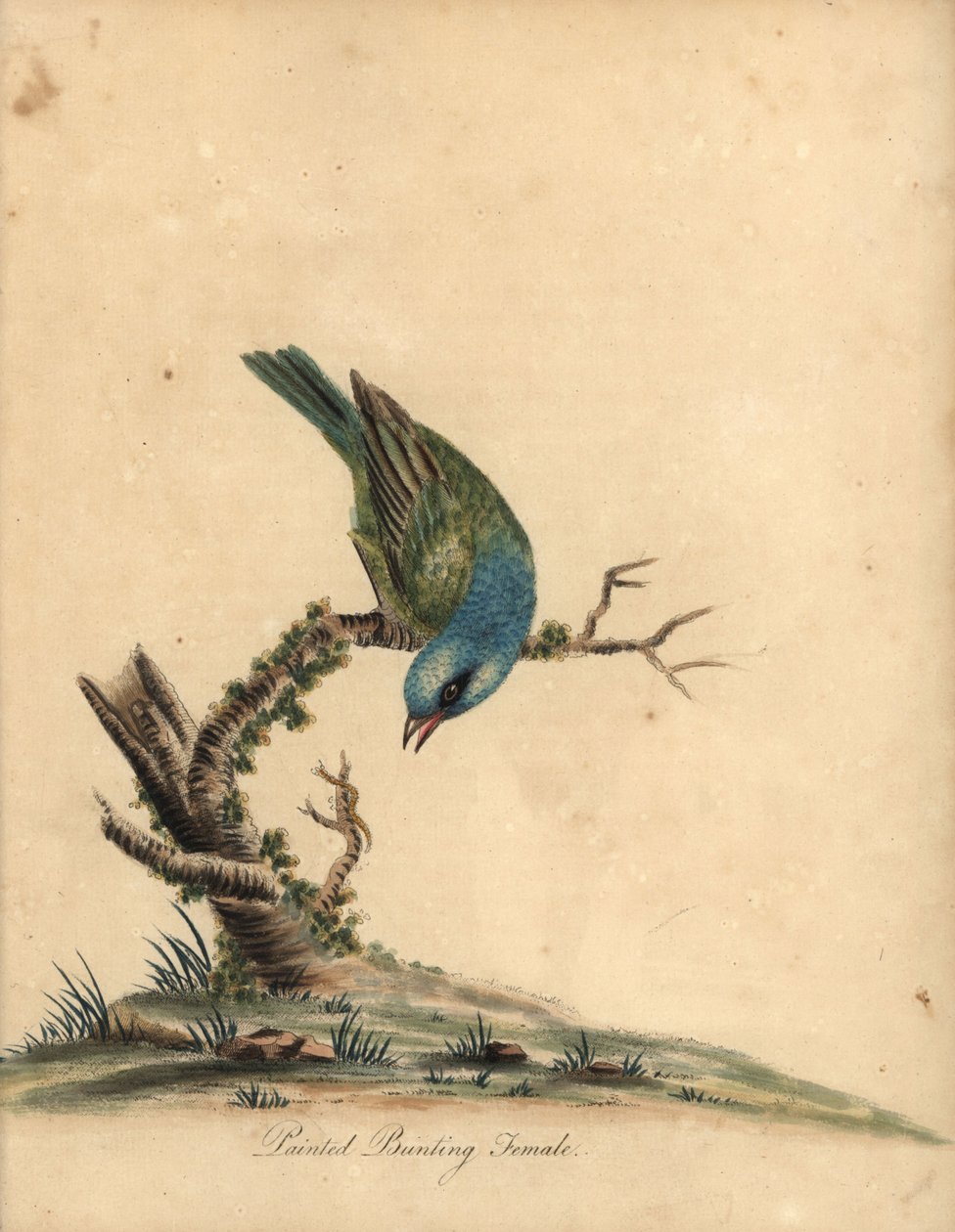 Lakkert spurve, Passerina ciris, hunn. Nær truet. Håndfarget kobberstikk av en illustrasjon av William Hayes fra Portraits of Rare and Curious Birds from the Menagery of Osterly Park (London: Bulmer av William Hayes
