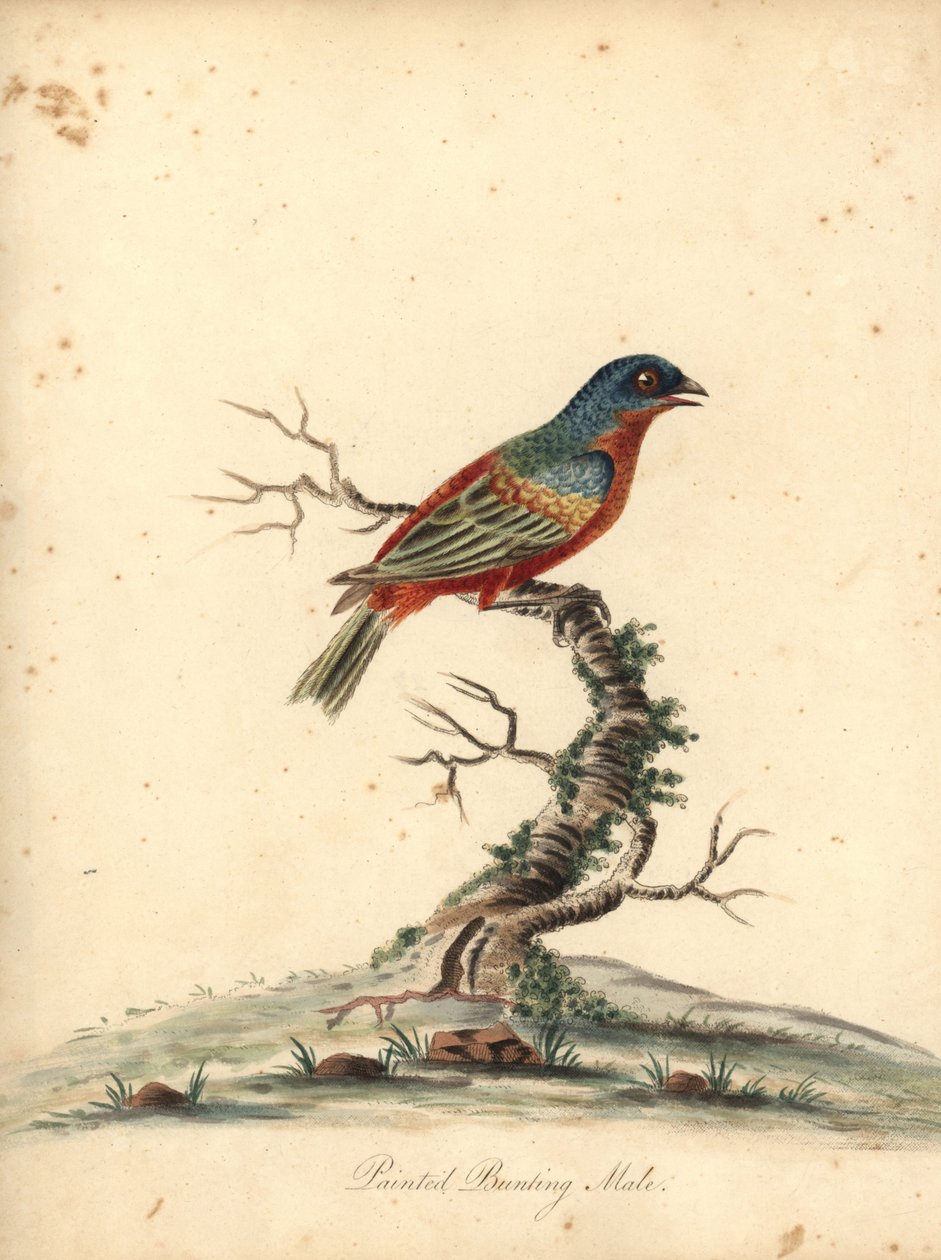 Malt kisel, Passerina ciris, hann. Nær truet. Håndfarget kobberstikk av en illustrasjon av William Hayes fra Portraits of Rare and Curious Birds from the Menagery of Osterly Park (London: Bulmer av William Hayes