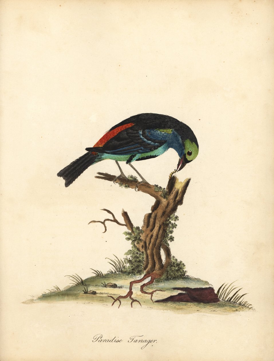 Paradise tanager, Tangara chilensis. (Tanagra tatao) Håndfarget kobbergravering av en illustrasjon av William Hayes fra Portraits of Rare and Curious Birds from the Menagery of Osterly Park (London: Bulmer av William Hayes