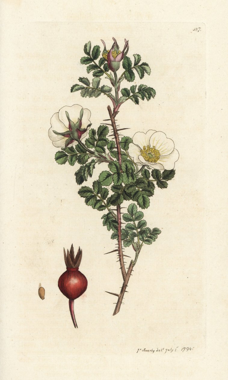 Rosa brent, Rosa spinosissima. Håndfarget kobberstikk av James Sowerby fra James Smith
