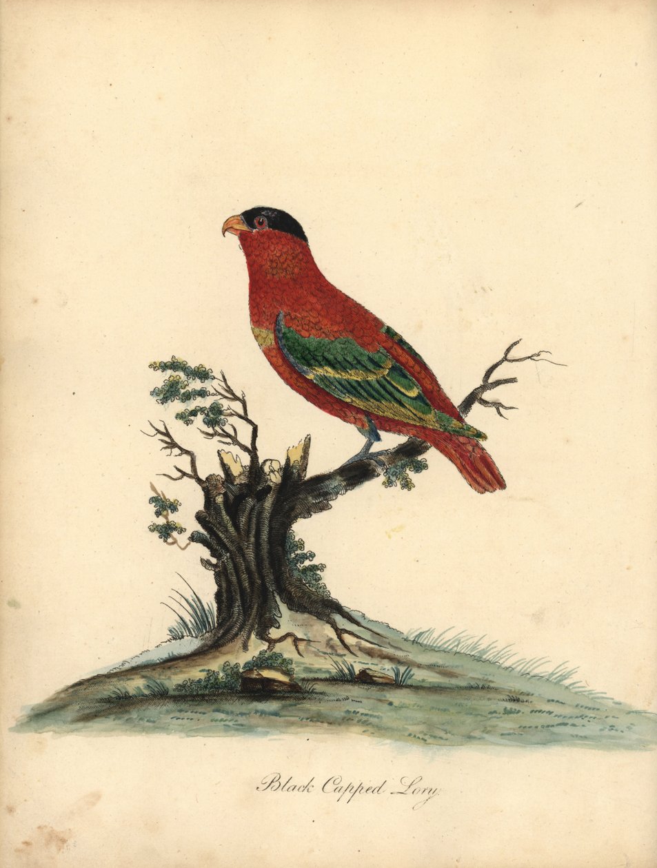 Lori med ren nakke, Lorius domicella. Truet. Svarthett lory, Psittacus domicilla. Håndfarget kobberstikk av en illustrasjon av William Hayes fra Portraits of Rare and Curious Birds from the Menagery of Osterly Park (London: Bulmer av William Hayes