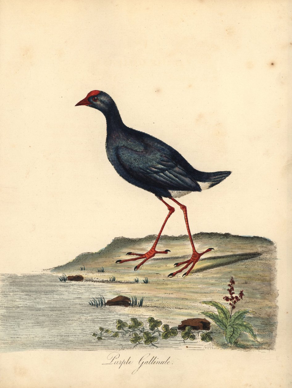 Lilla sumphen, Porphyrio porphyrio. (Purple gallinule, Fulica porphyrio) Håndfarget kobbergravering av en illustrasjon av William Hayes fra Portraits of Rare and Curious Birds from the Menagery of Osterly Park (London: Bulmer av William Hayes