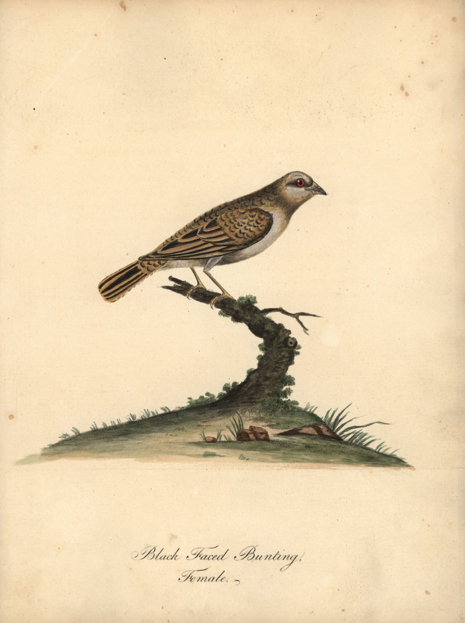 Rødnebb quelea, Quelea quelea, hunn. (Black-faced bunting, Embereza quelea) Håndfarget kobbergravering av en illustrasjon av William Hayes fra Portraits of Rare and Curious Birds from the Menagery of Osterly Park (London: Bulmer av William Hayes