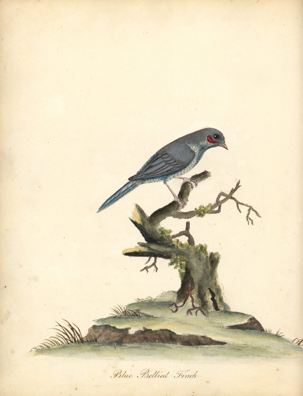 Rødkinn cordonbleu, Uraeginthus bengalus. (Blåbukfink, Fringilla benghalus.) Håndfarget kobbergravering av en illustrasjon av William Hayes fra Portraits of Rare and Curious Birds from the Menagery of Osterly Park (London: Bulmer av William Hayes