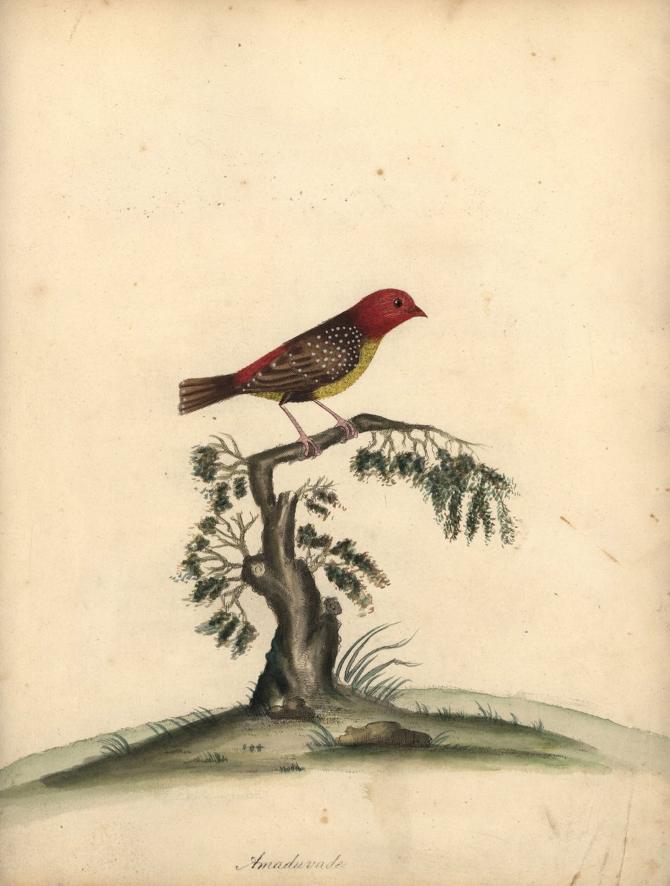 Rød avadavat, Amandava amandava. (Amaduvade, Fringilla amandava) Håndfarget kobbergravering av en illustrasjon av William Hayes fra Portraits of Rare and Curious Birds from the Menagery of Osterly Park. av William Hayes