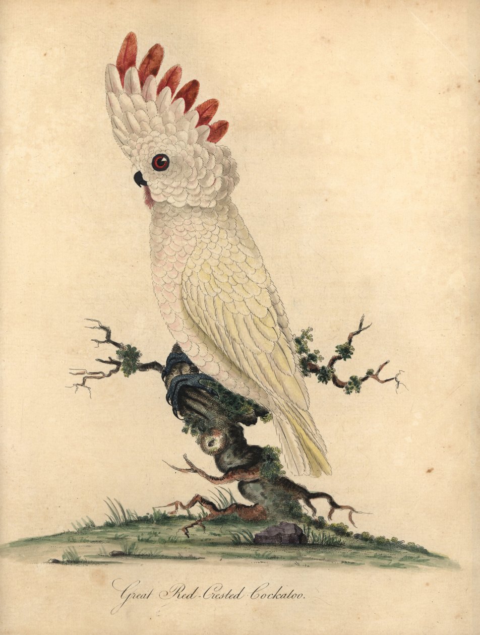 Laksekam eller molukkerkakadue, Cacatua moluccensis. (Flott rødkakadue) Sårbar. Håndfarget kobberstikk av en illustrasjon av William Hayes fra Portraits of Rare and Curious Birds from the Menagery of Osterly Park (London: Bu av William Hayes