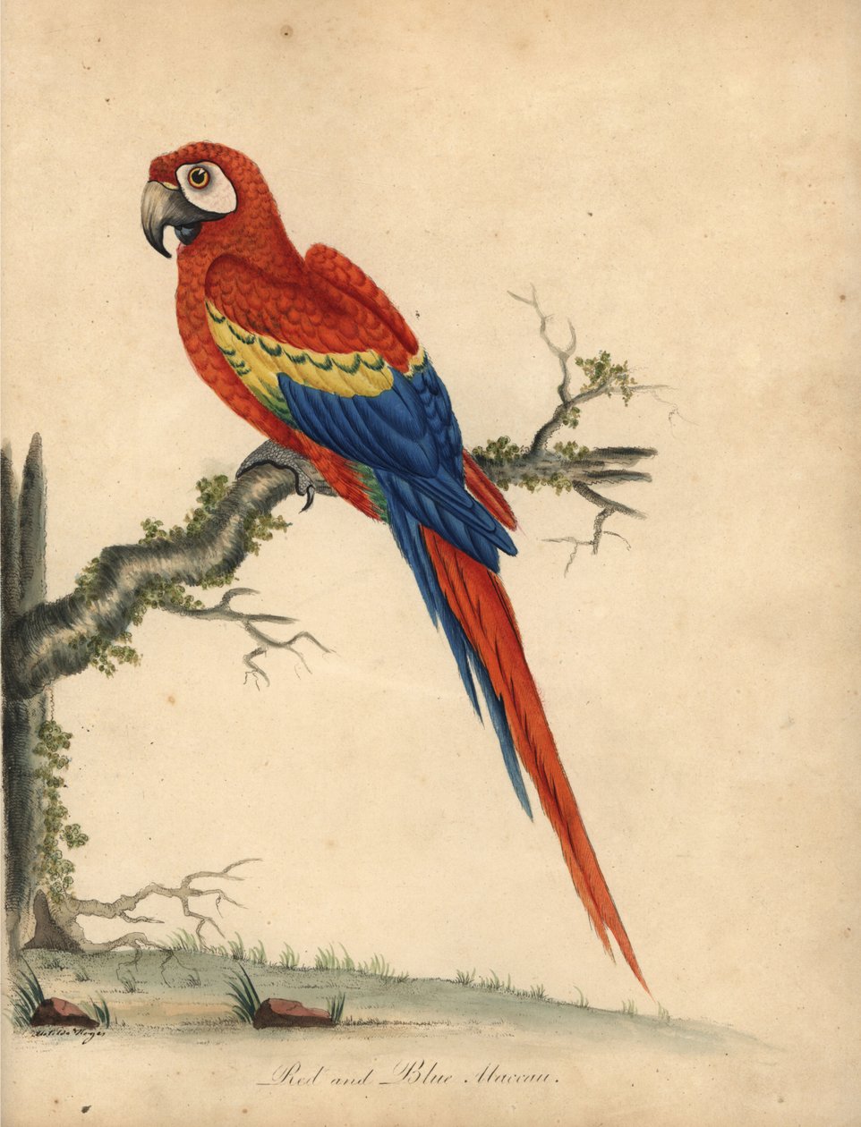 Scarlet ara, Ara macao. (Rød og blå ara, Psittacus macao) Håndfarget kobberstikk av en illustrasjon av William Hayes og hans datter Matilda fra William Hayes