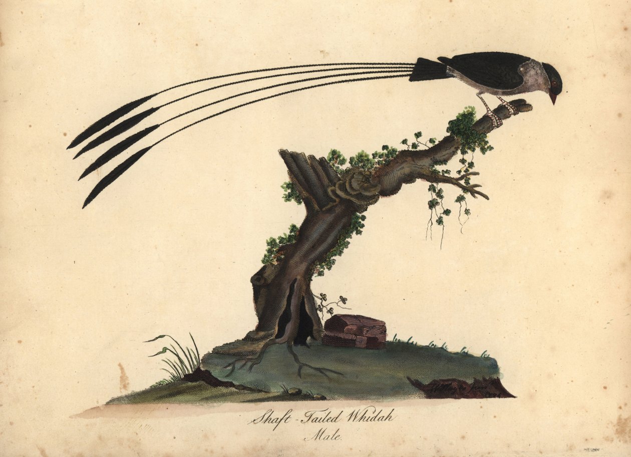 Skafttailed whydah, Vidua regia. (Shaft-tailed whidah, Emberiza regia) Håndfarget kobbergravering av en illustrasjon av William Hayes og hans datter M (Matilda) fra Portraits of Rare and Curious Birds from the Menagery of Osterly Park, London: av William Hayes
