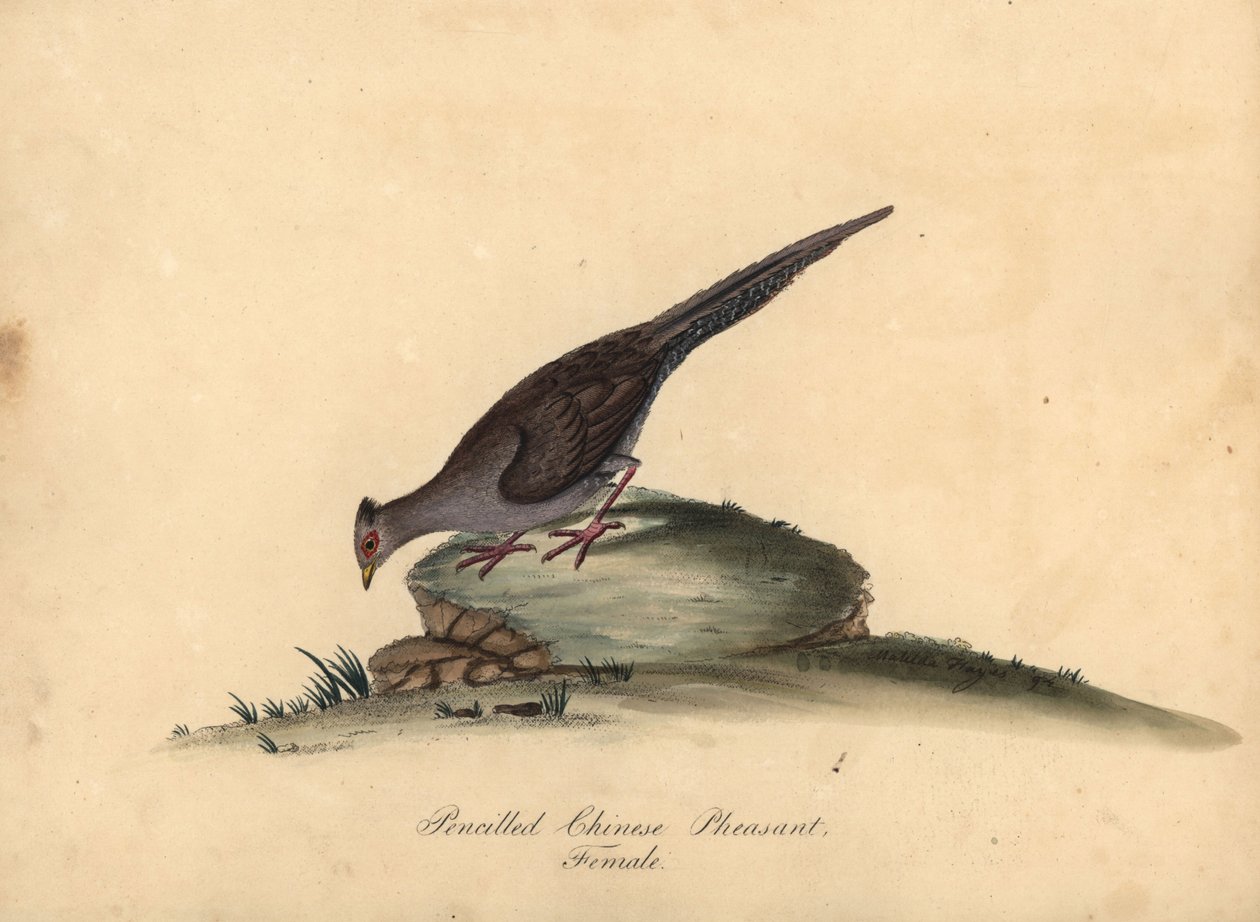 Sølvfasan, Lophura nycthemera, hunn. (Blyant kinesisk fasan, Phasianus nycthemerus) Håndfarget kobbergravering av en illustrasjon Matilda Hayes fra William Hayes