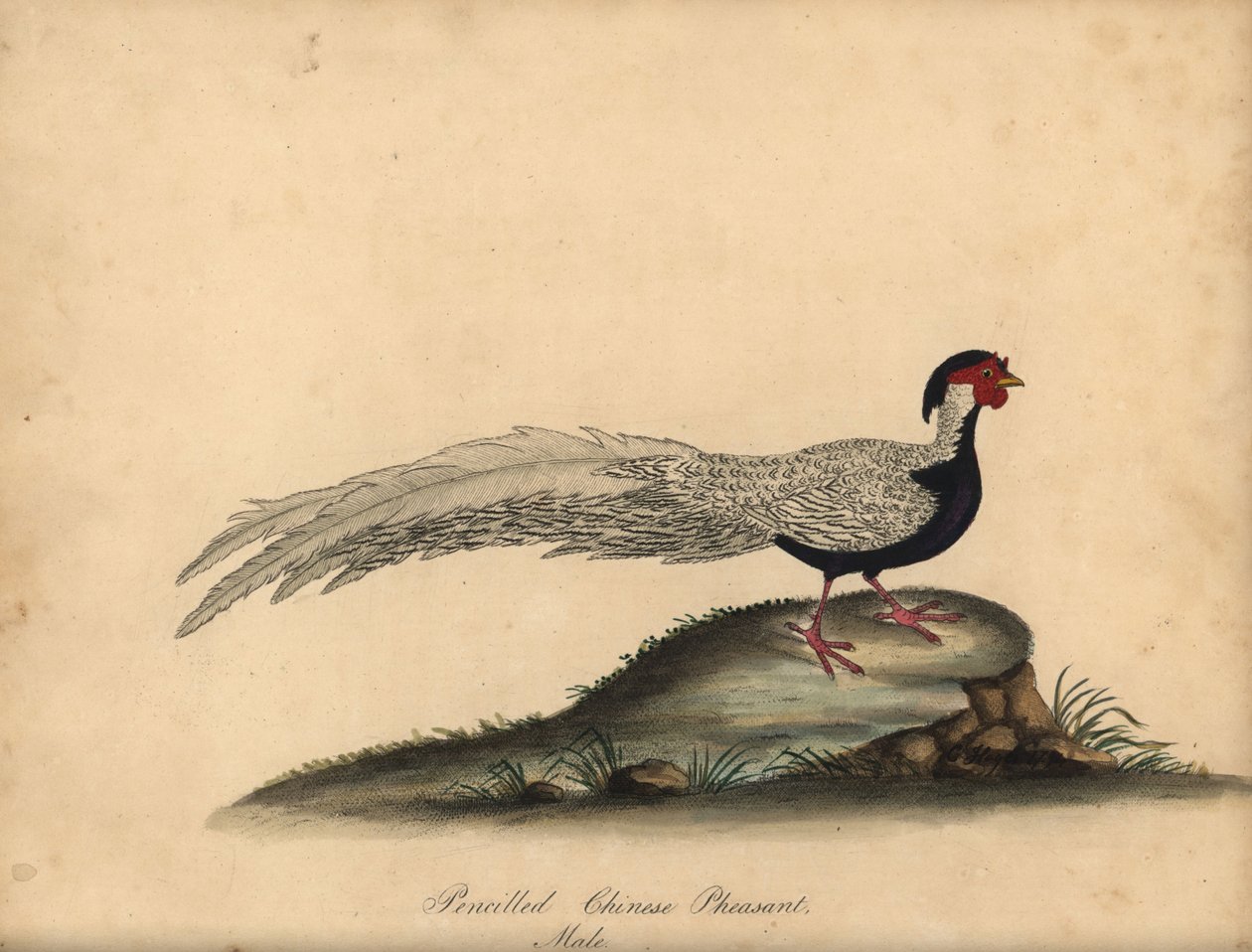 Sølvfasan, Lophura nycthemera, hann. (Kinesisk fasan med blyant, Phasianus nycthemerus) Håndfarget kobbergravering av en illustrasjon av C. Hayes fra William Hayes