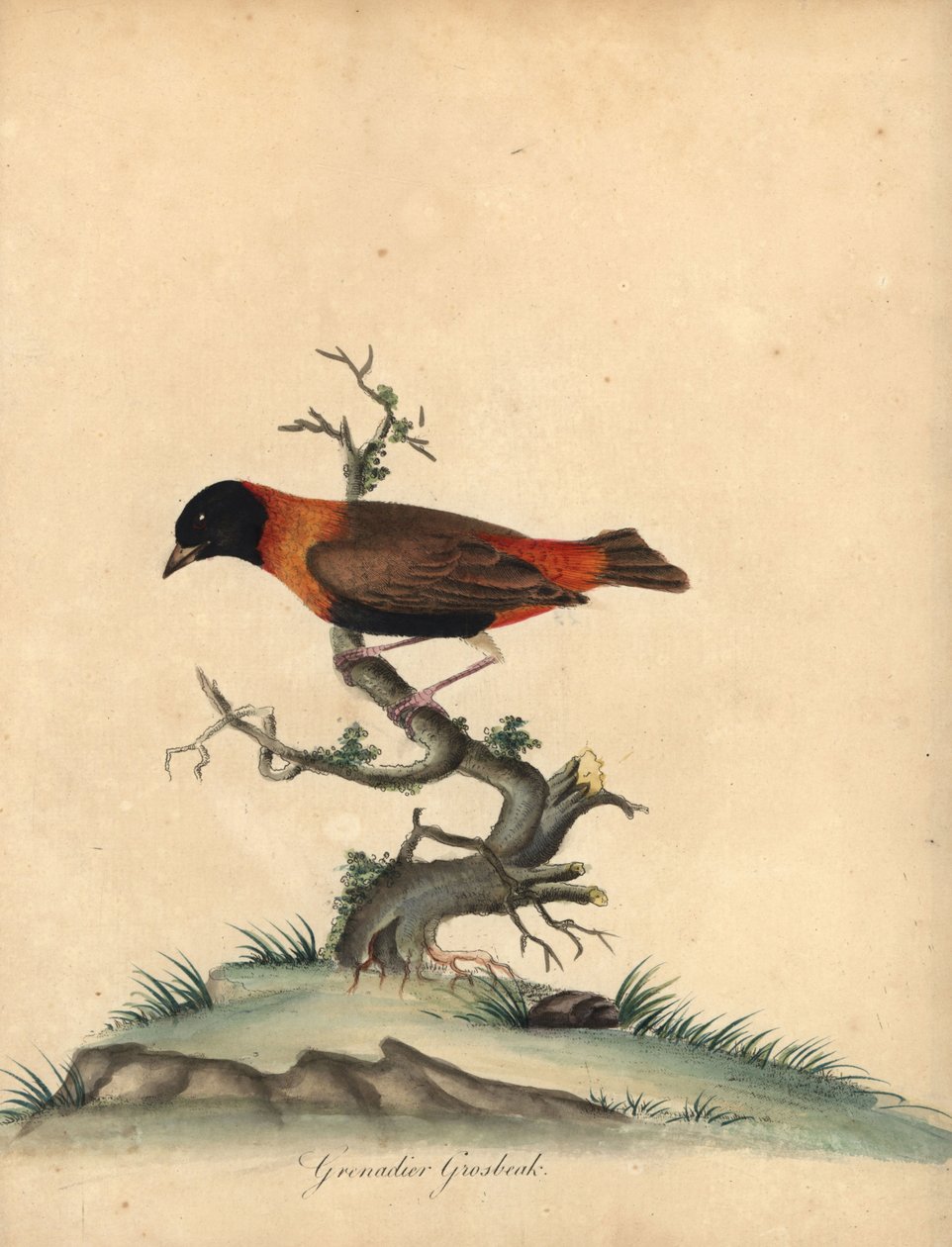 Sørlig rød biskop, Euplectes orix. (Grenadier grosbeak, Loxia orix) Håndfarget kobbergravering av en illustrasjon av William Hayes fra Portraits of Rare and Curious Birds from the Menagery of Osterly Park, London: Bulmer av William Hayes