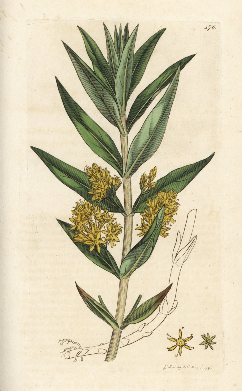 Tufted loosestrife, Lysimachia thyrsiflora. Håndfarget kobberstikk av James Sowerby fra James Smith
