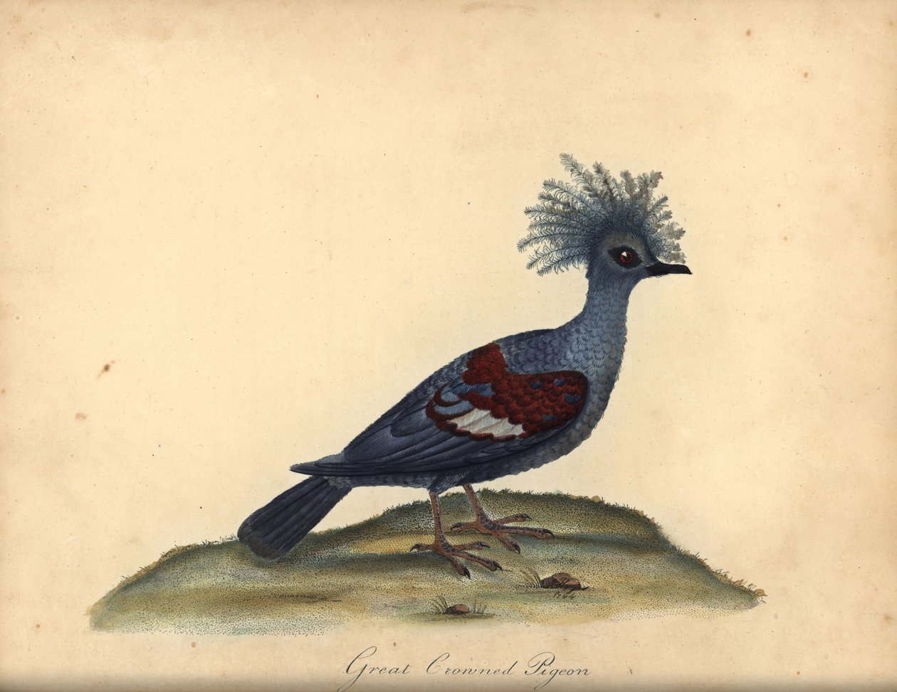 Vestlig krondue, Goura cristata. (Stor kronet indisk due, Columba coronata). Sårbar. Håndfarget kobberstikk av en illustrasjon av William Hayes fra Portraits of Rare and Curious Birds from the Menagery of Osterly Park (London: av William Hayes