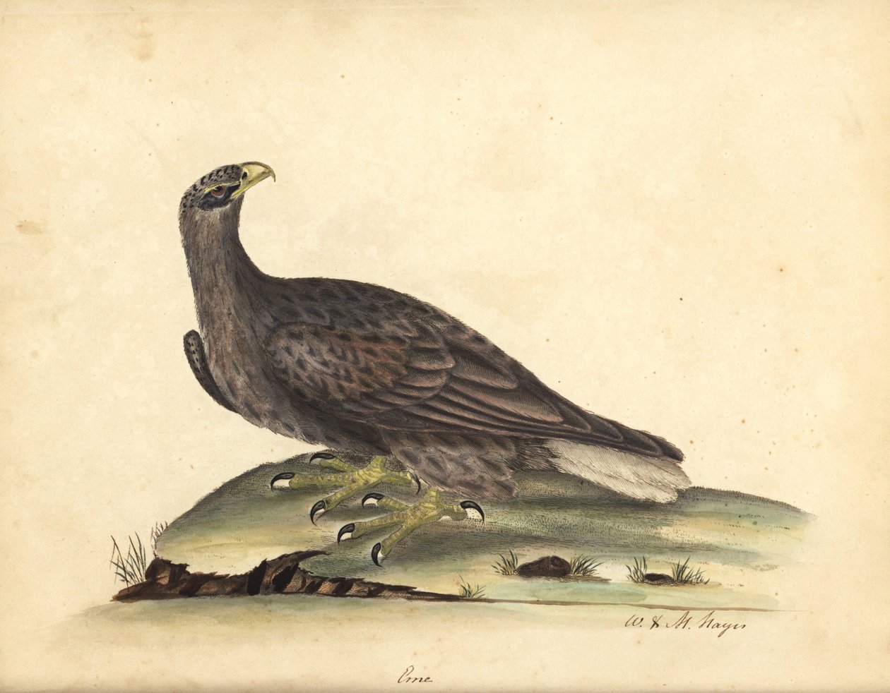 Havørn, Haliaeetus albicilla (Erne, Aquila albicilla). Håndfarget kobberstikk av en illustrasjon av William Hayes og hans datter M (Matilda) fra Portraits of Rare and Curious Birds from the Menagery of Osterly Park, London: B av William Hayes