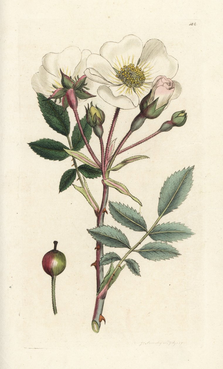 Hvit hunderose, Rosa arvensis. Håndfarget kobberstikk av James Sowerby fra James Smith's English Botany, London av William Hayes