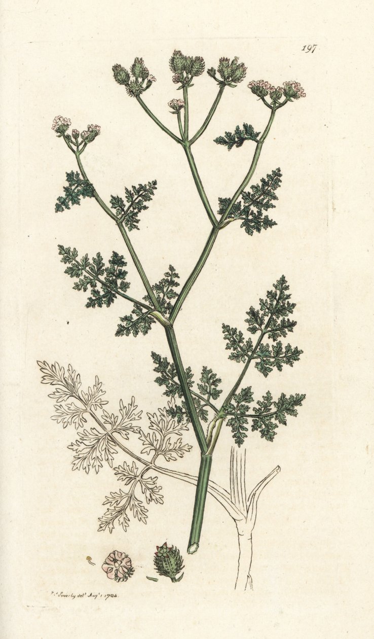 Hvit blondeblomst, Orlaya grandiflora (Små caucalis eller basardpersille, Caucalis daucoides). Håndfarget kobberstikk av James Sowerby fra James Smith