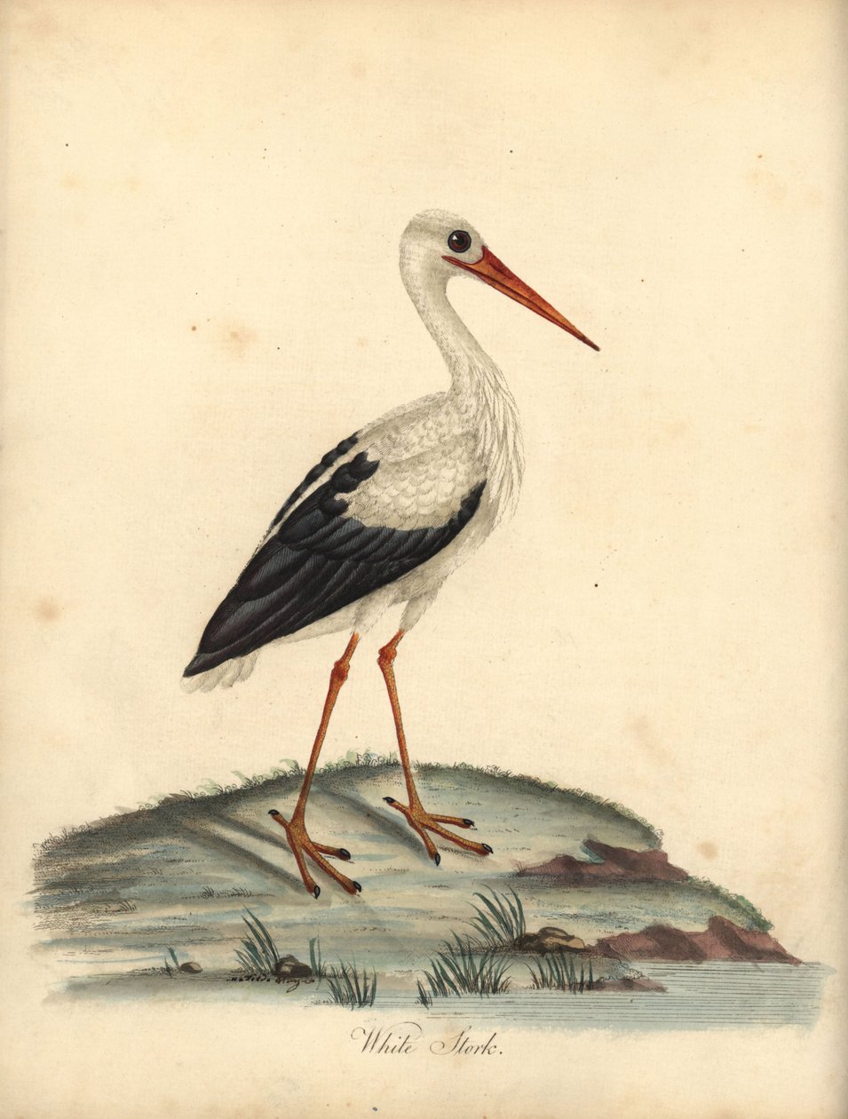 Hvit stork, Ciconia ciconia. (Ardea ciconia) Håndfarget kobberstikk av en illustrasjon av William Hayes og Matilda Hayes fra William Hayes