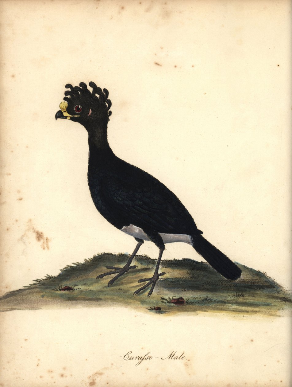 Gulknottet curassow, Crax daubentoni, hann. (Curasso, Crax globicera) Nær truet. Håndfarget kobbergravering av en illustrasjon av C. Hayes fra William Hayes