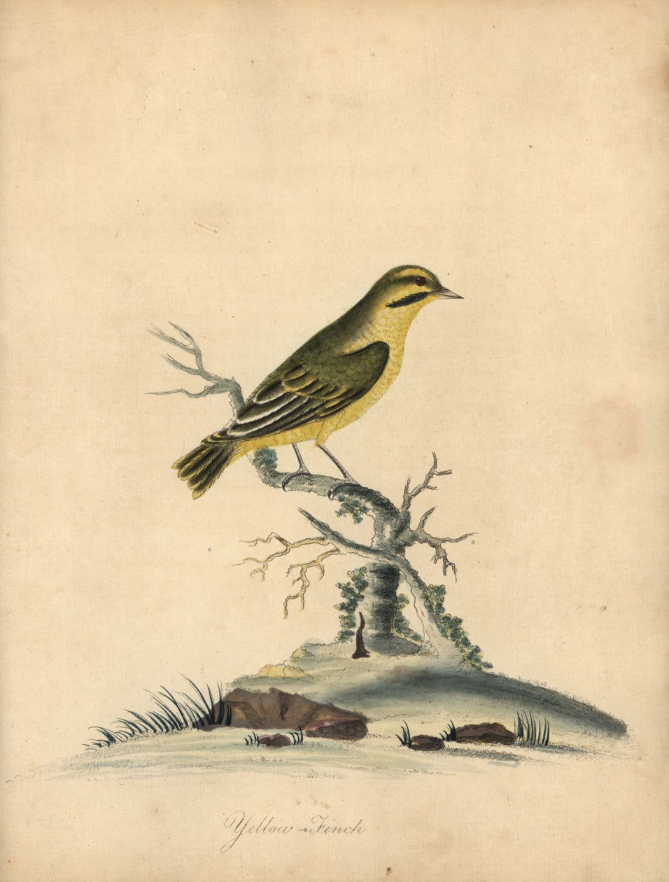 Gulfink, Fringilla butyracea. Utryddet? Håndfarget kobberstikk av en illustrasjon av William Hayes fra Portraits of Rare and Curious Birds from the Menagery of Osterly Park (London: Bulmer av William Hayes